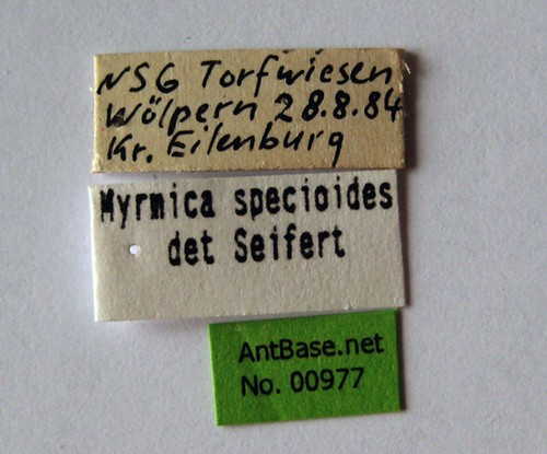 Myrmica specioides Bondroit, 1918 Label