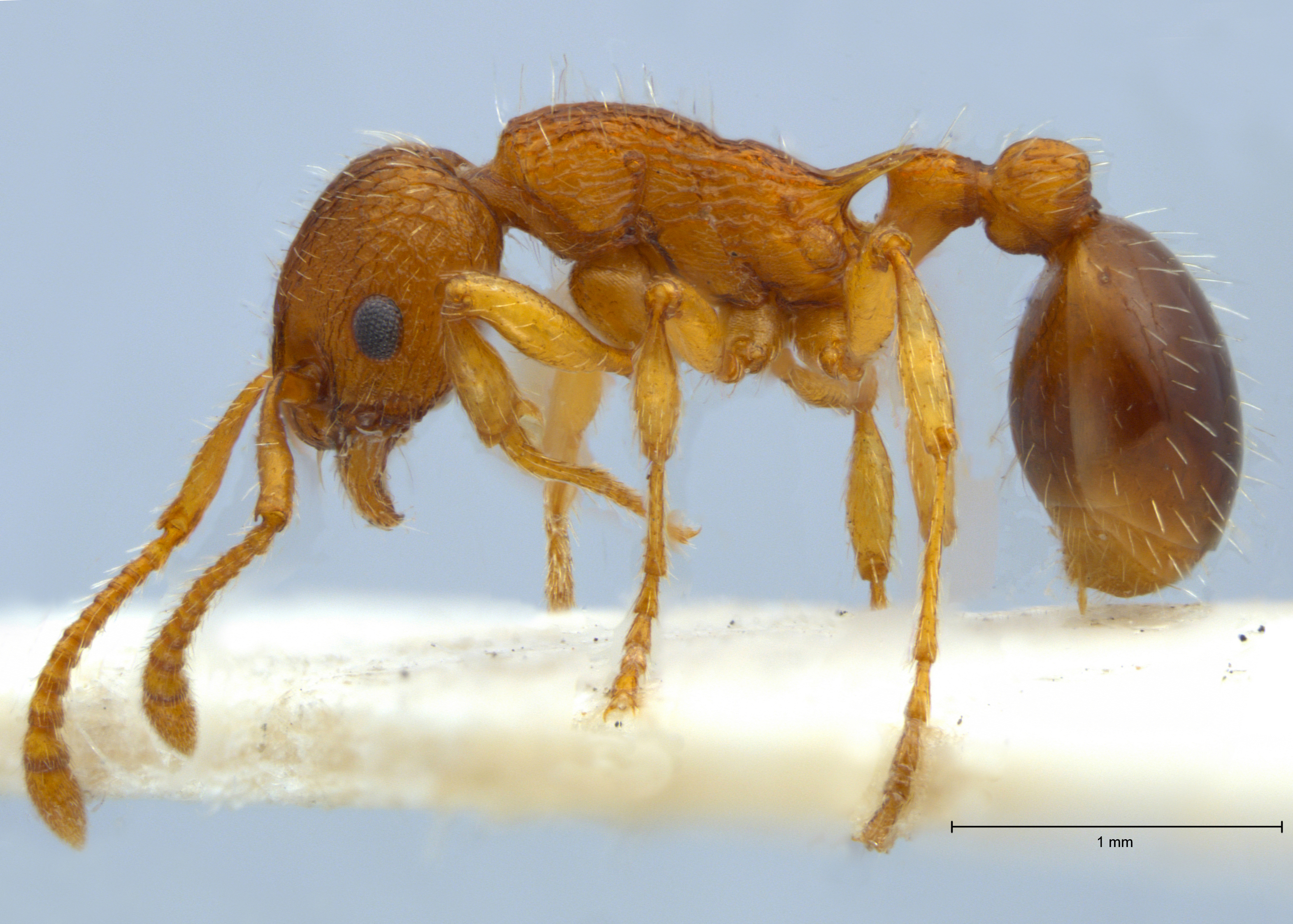 Foto Myrmica specioides Bondroit, 1918 lateral