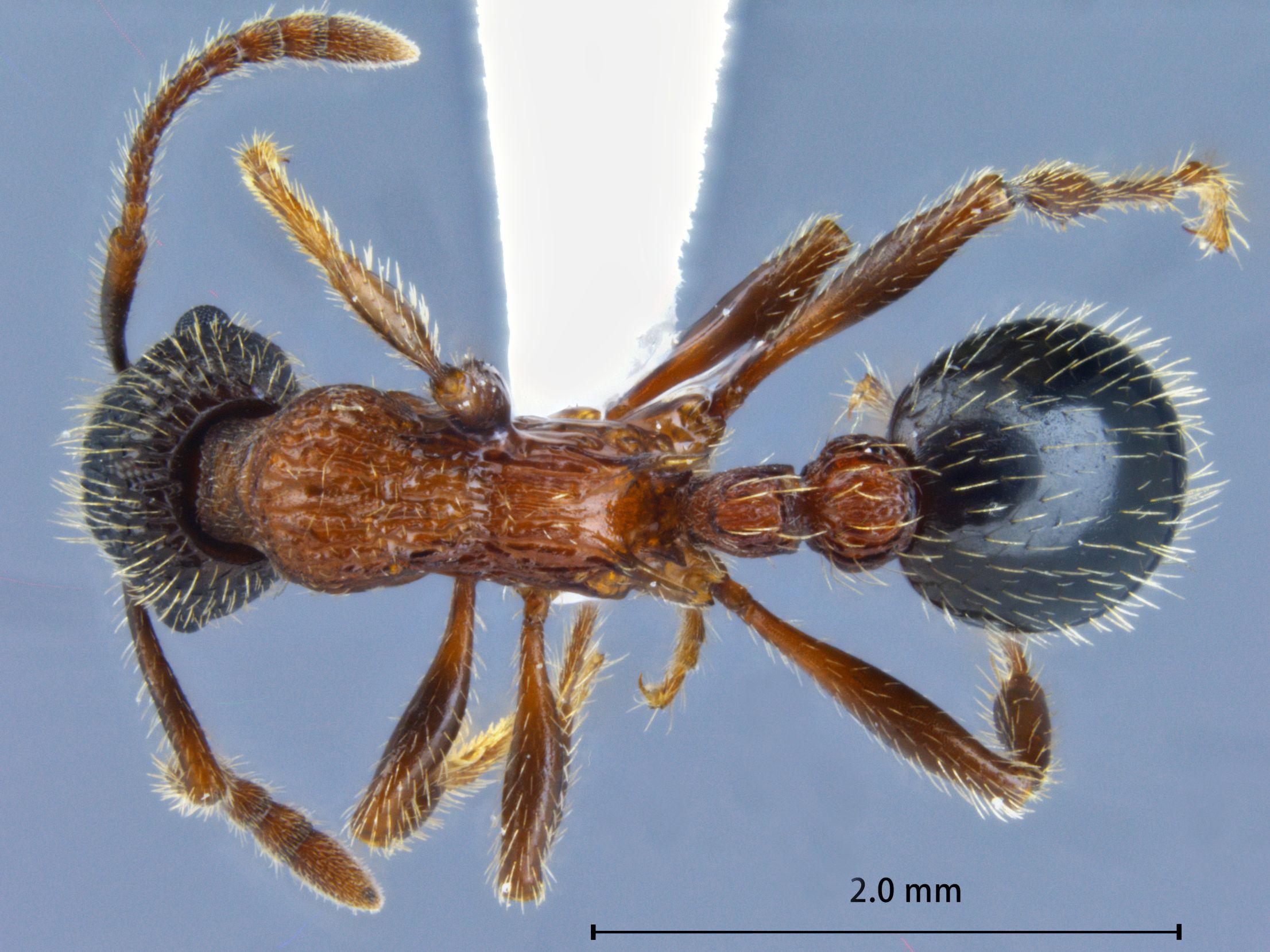 Foto Myrmica sulcinodis Nylander, 1846 dorsal