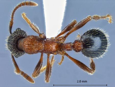 Myrmica sulcinodis Nylander, 1846 dorsal