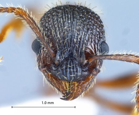 Myrmica sulcinodis Nylander, 1846 frontal