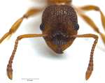 Myrmica sulcinodis Nylander, 1846 frontal