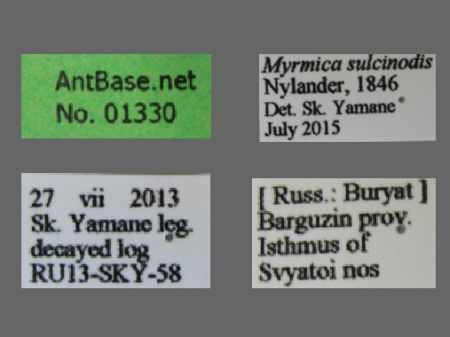 Myrmica sulcinodis Nylander, 1846 Label