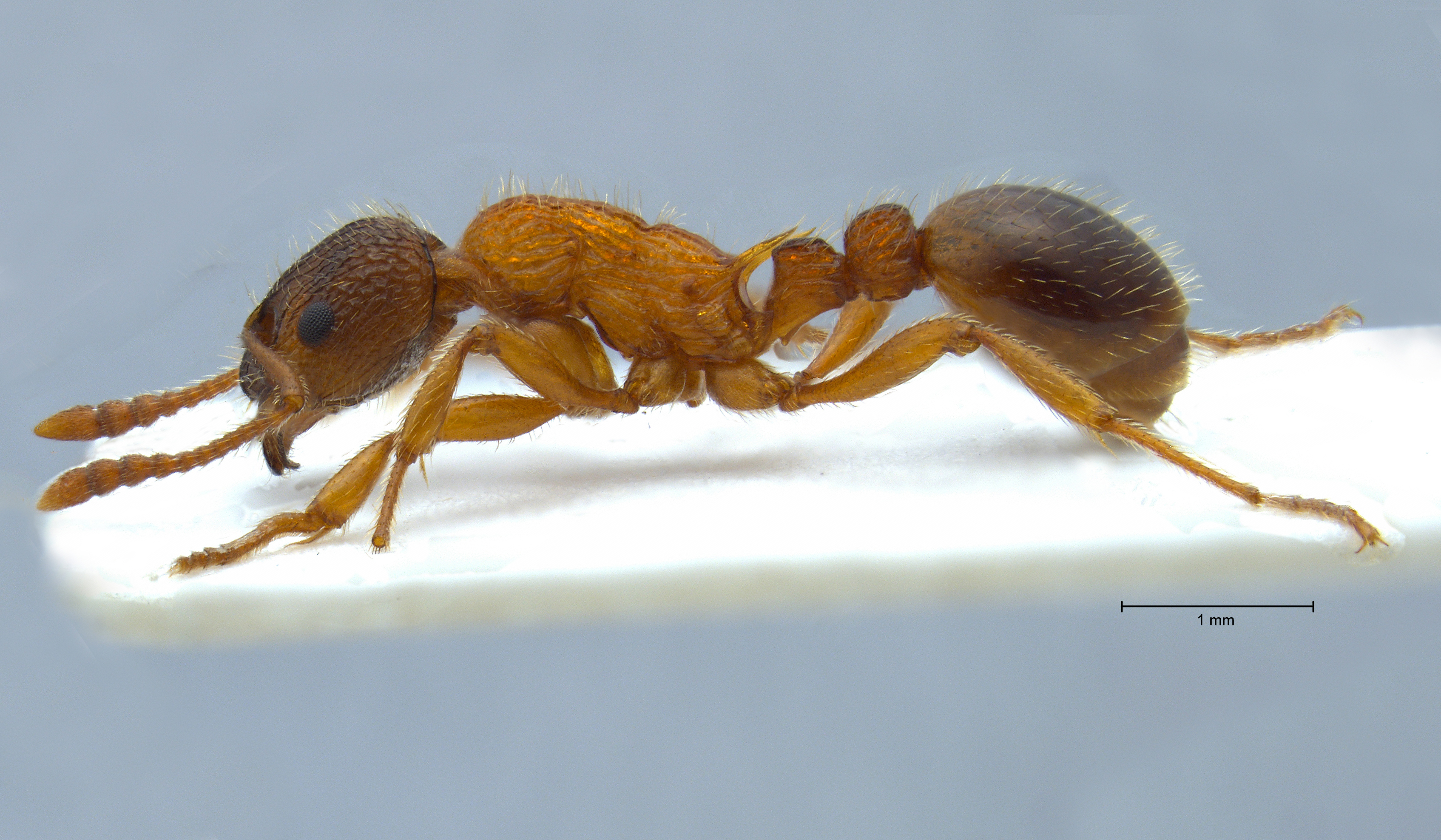 Foto Myrmica sulcinodis Nylander, 1846 lateral