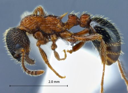 Myrmica sulcinodis Nylander, 1846 lateral