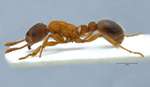 Myrmica sulcinodis Nylander, 1846 lateral