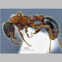 Myrmica sulcinodis Nylander, 1846 lateral