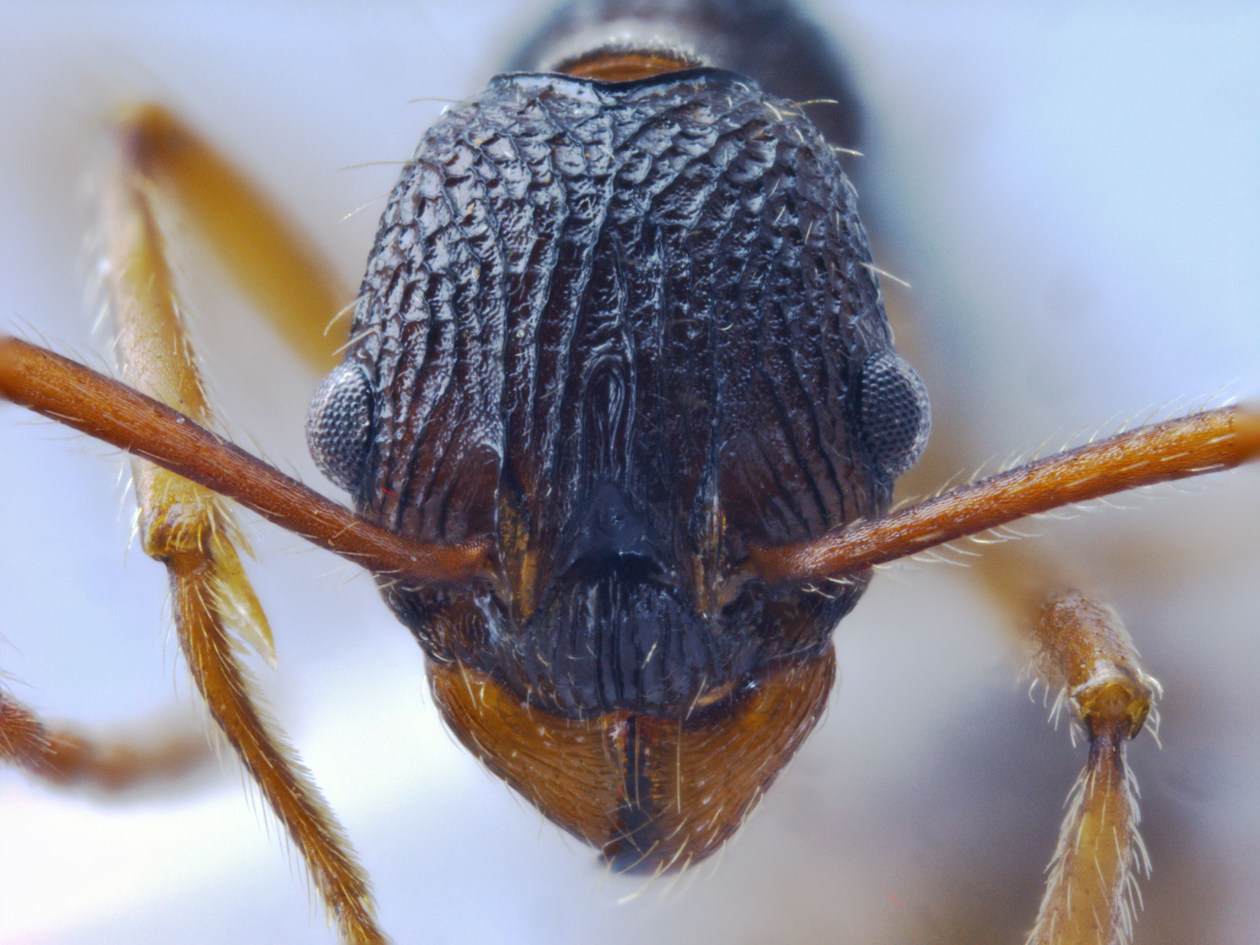 Foto Myrmica yamanei Radchenko et Elmes frontal