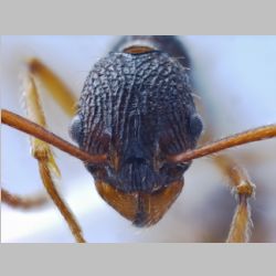 Myrmica yamanei Radchenko et Elmes frontal