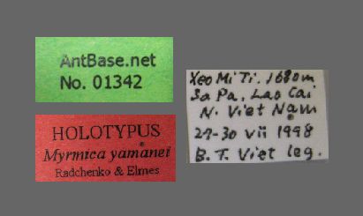 Foto Myrmica yamanei Radchenko et Elmes Label