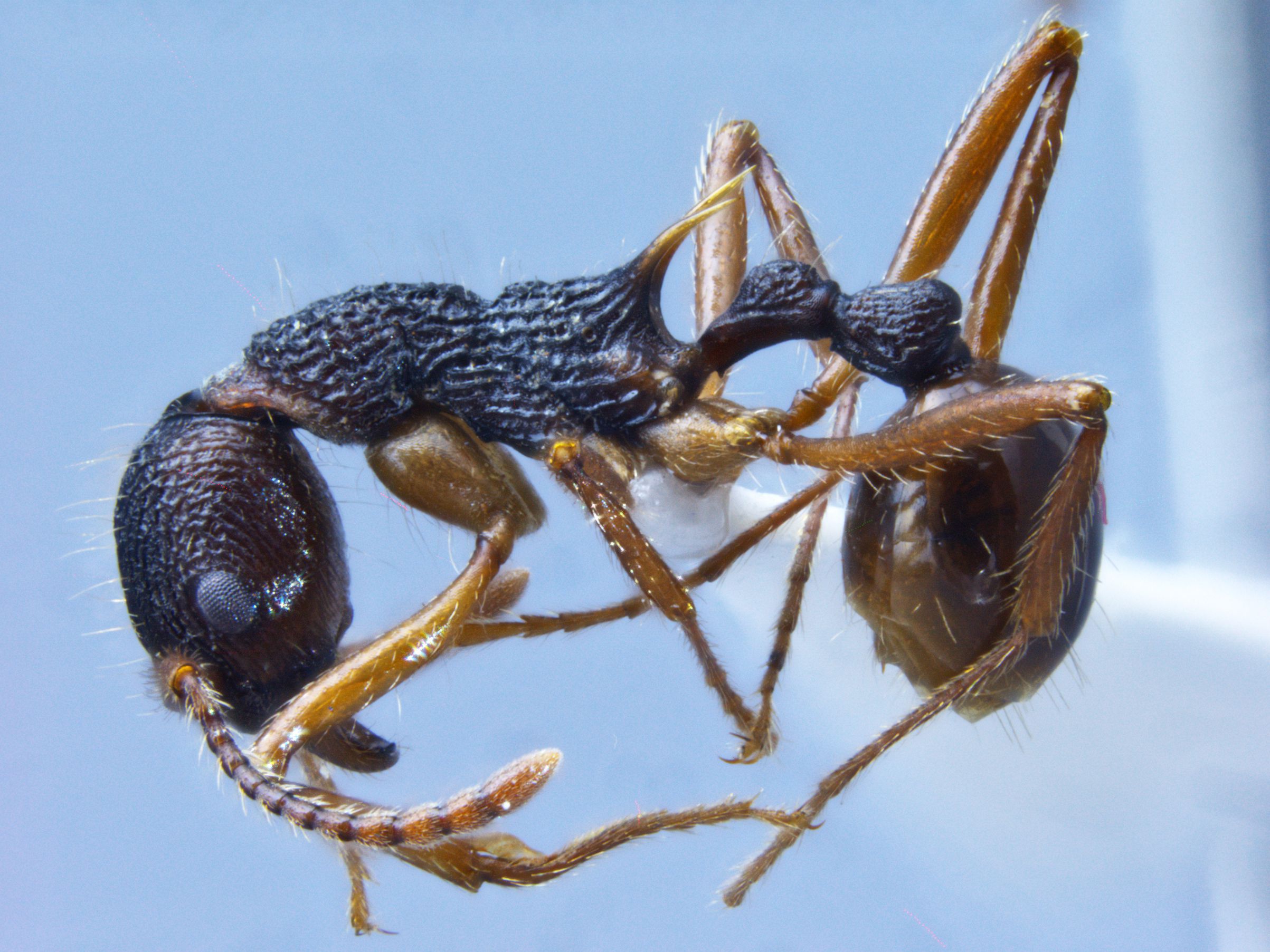 Foto Myrmica yamanei Radchenko et Elmes lateral