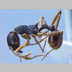 Myrmica yamanei Radchenko et Elmes lateral