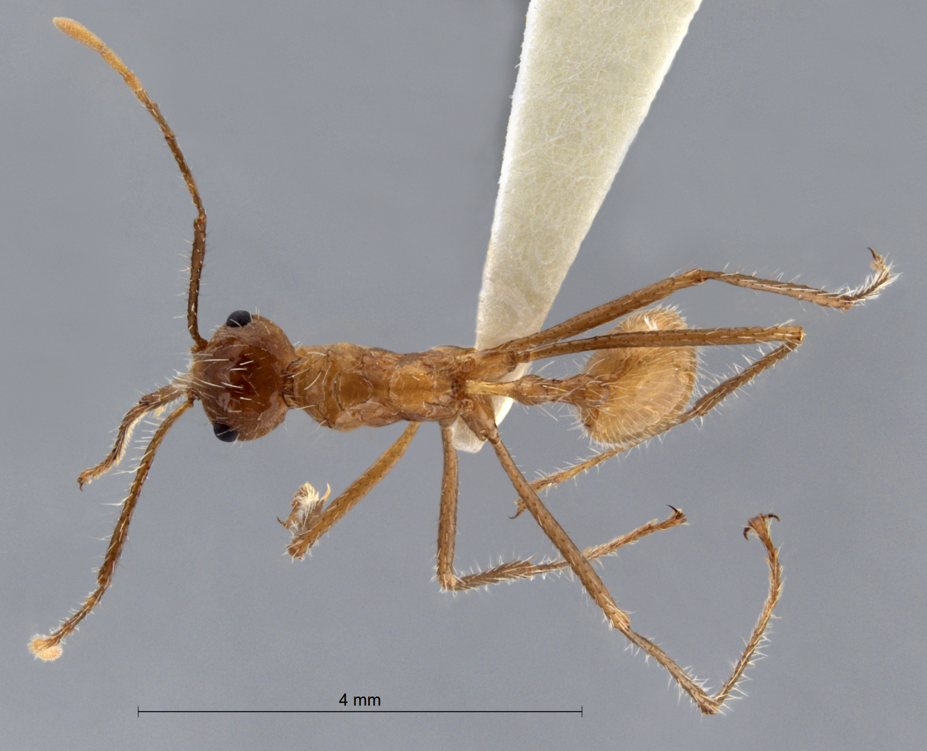 Foto Myrmicaria arachnoides (F.Smith, 1857) dorsal