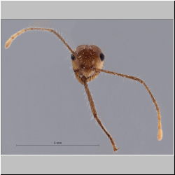 Myrmicaria arachnoides (F.Smith, 1857) frontal