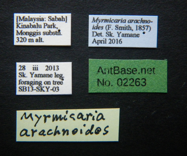 Myrmicaria arachnoides (F.Smith, 1857) Label