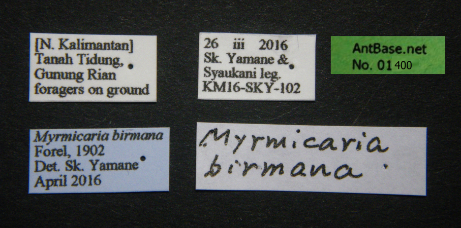 Myrmicaria birmana Forel, 1902 Label