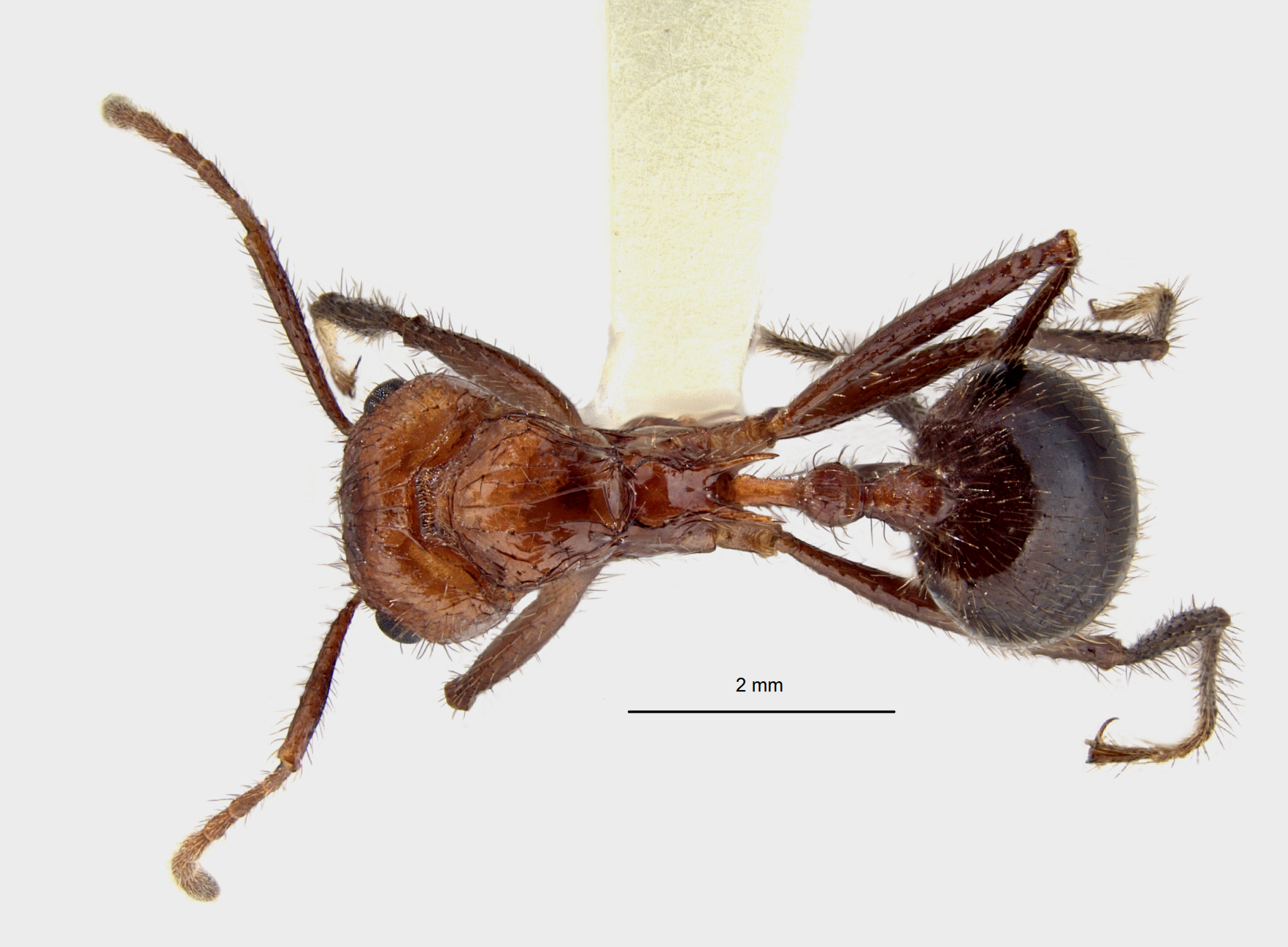 Foto Myrmicaria brunnea Saunders, 1842 dorsal