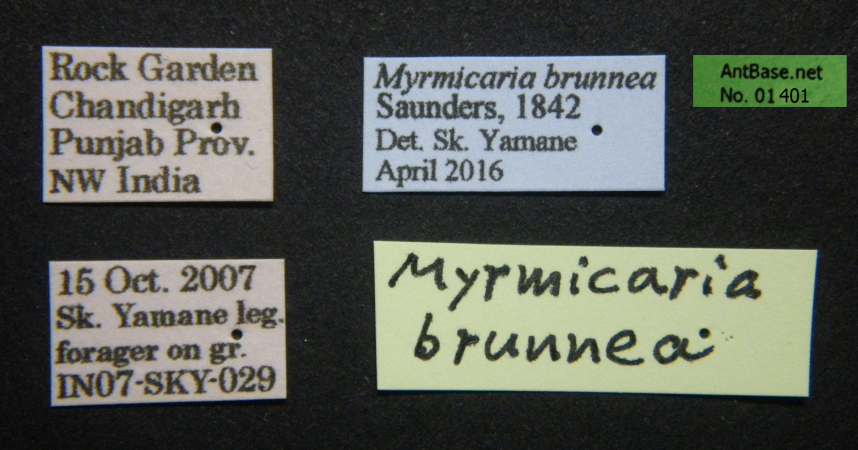 Myrmicaria brunnea Saunders, 1842 Label