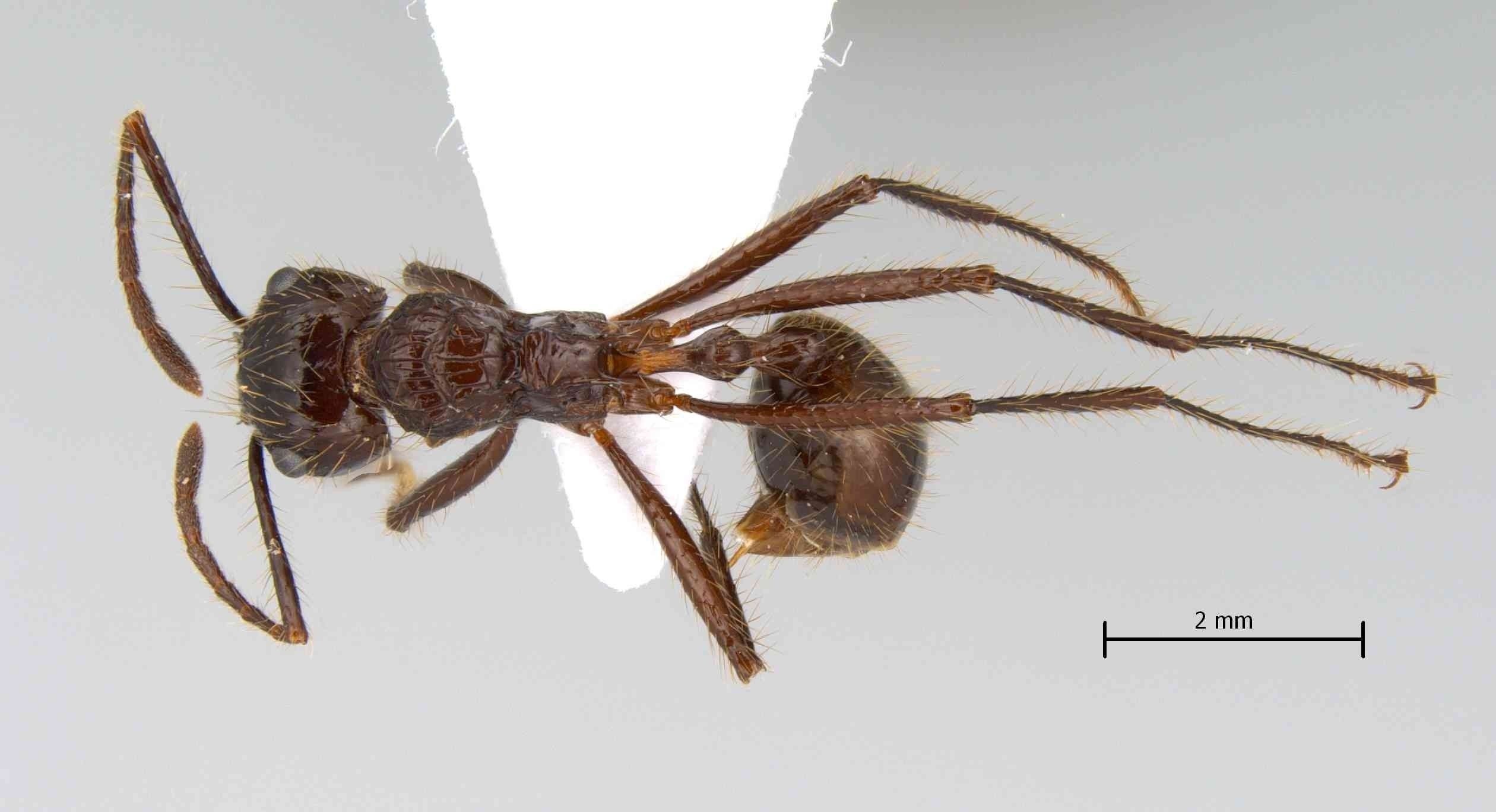 Foto Myrmicaria brunnea subcarinata Smith, 1857 dorsal