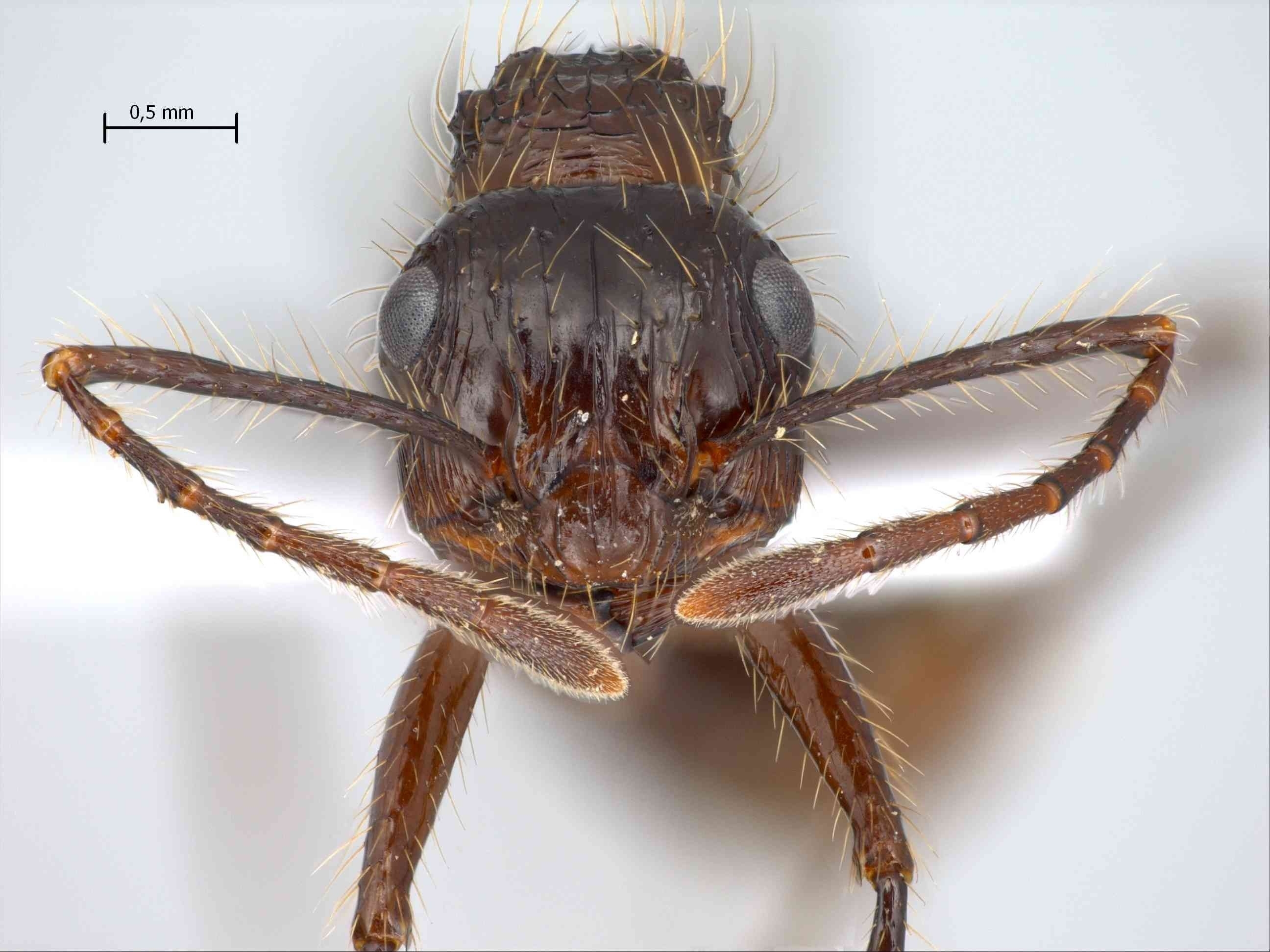 Foto Myrmicaria brunnea subcarinata Smith, 1857 frontal