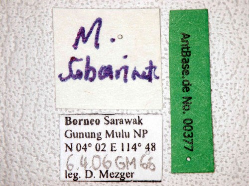 Myrmicaria brunnea subcarinata Smith, 1857 Label
