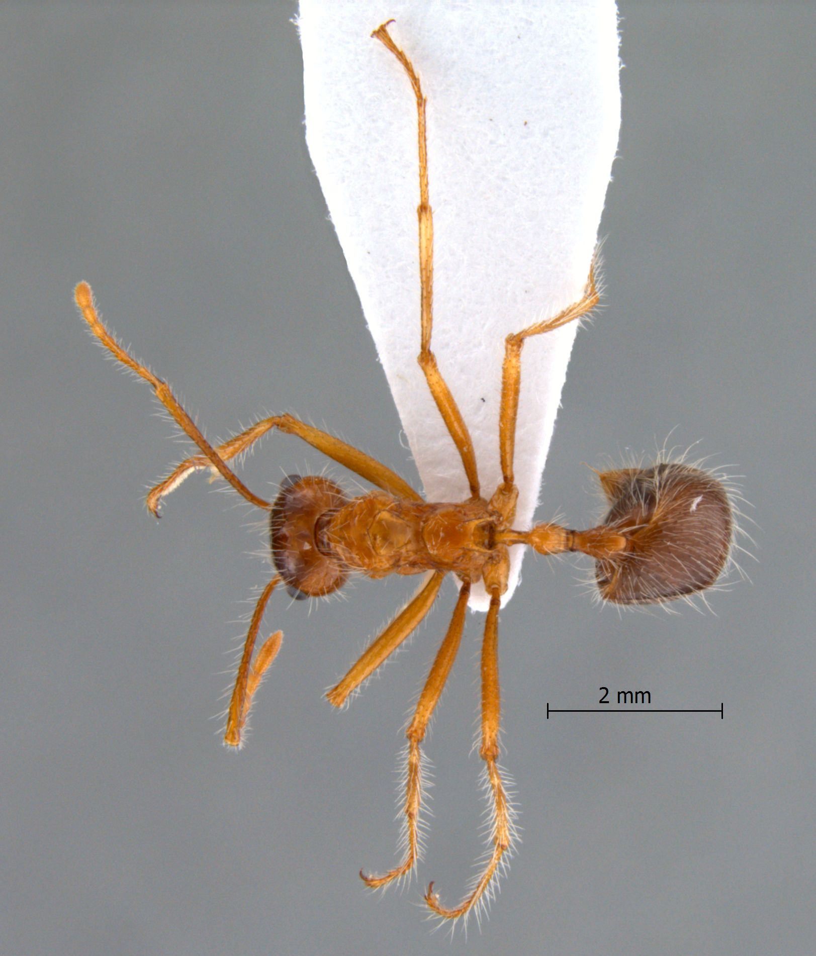 Foto Myrmicaria melanogaster Emery, 1900 dorsal