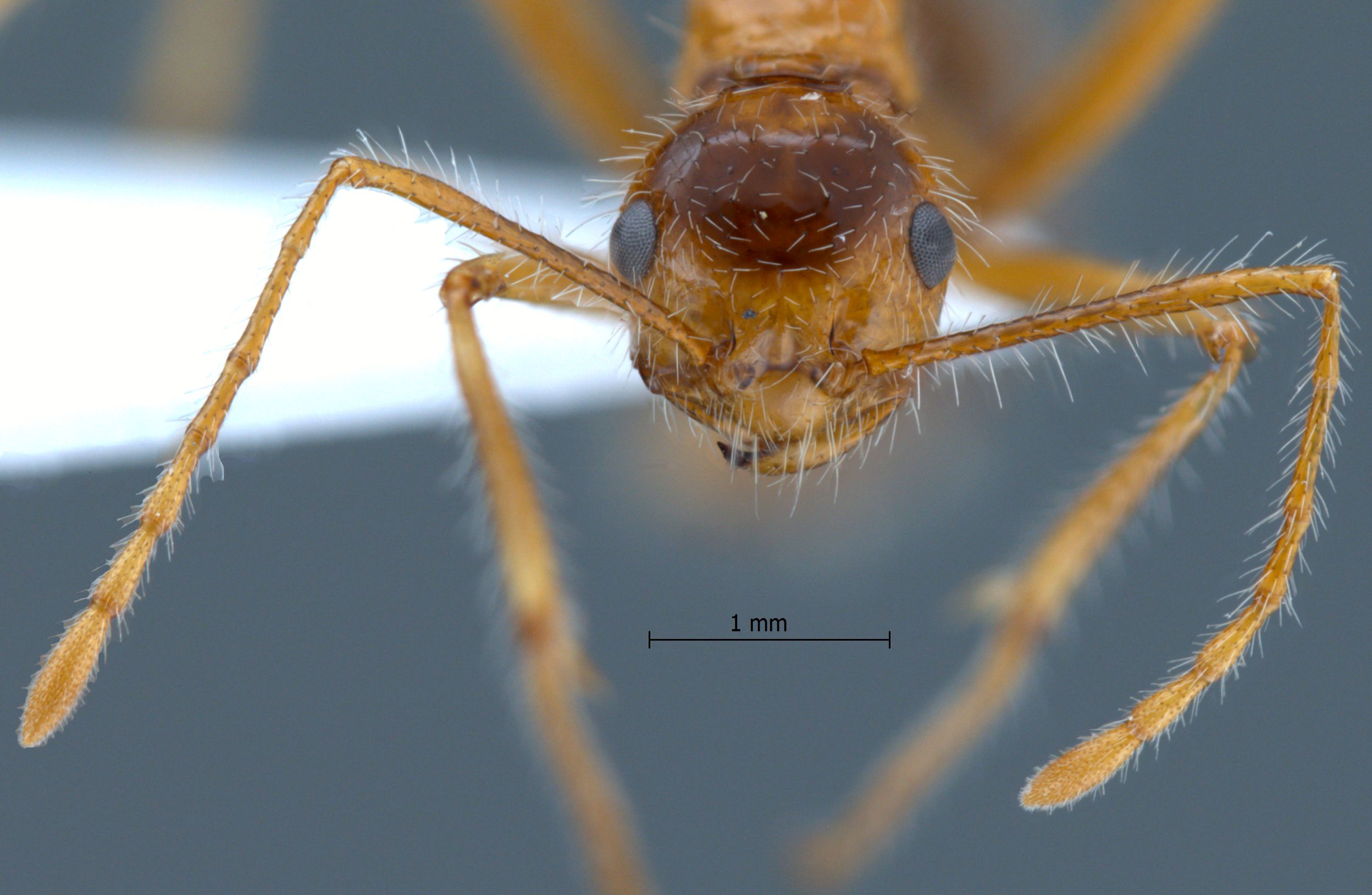 Foto Myrmicaria melanogaster Emery, 1900 frontal