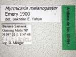 Myrmicaria melanogaster Emery, 1900 Label