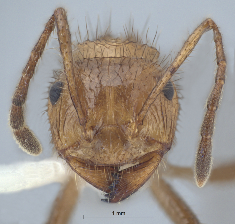 Myrmicaria vidua F. Smith, 1858 frontal