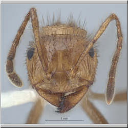 Myrmicaria vidua F. Smith, 1858 frontal