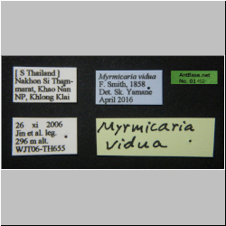 Myrmicaria vidua F. Smith, 1858 Label