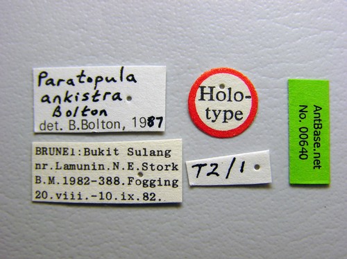 Paratopula ankistra Bolton, 1988 Label