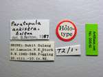 Paratopula ankistra Bolton, 1988 Label