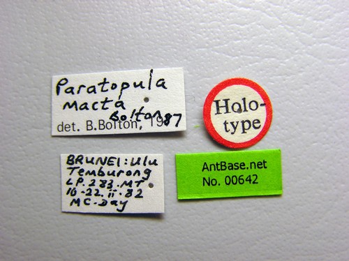 Paratopula macta Bolton, 1988 Label