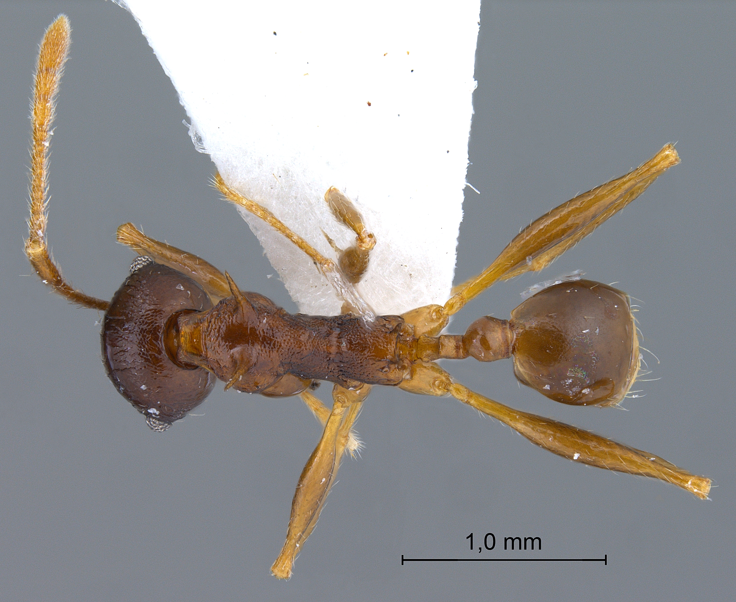 Foto Pheidole acantha Eguchi,2001 dorsal