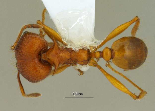 Pheidole acantha Eguchi,2001 dorsal