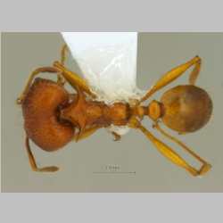 Pheidole acantha Eguchi,2001 dorsal