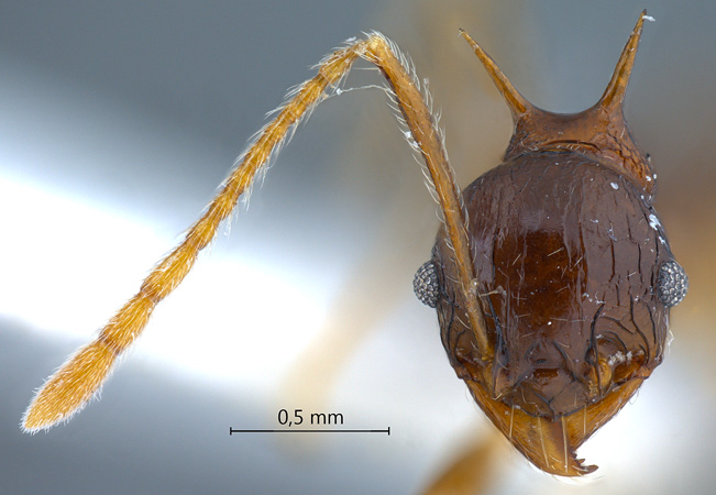 Pheidole acantha Eguchi,2001 frontal