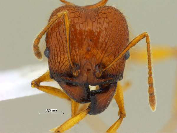 Pheidole acantha Eguchi,2001 frontal