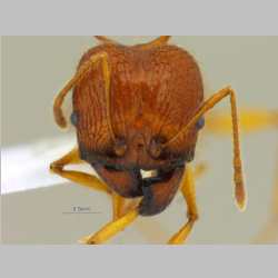 Pheidole acantha Eguchi,2001 frontal