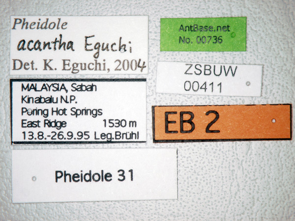 Foto Pheidole acantha Eguchi,2001 Label