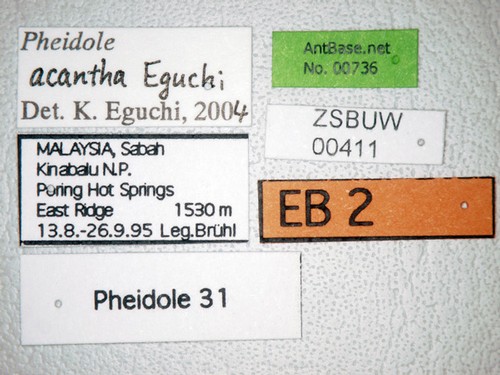 Pheidole acantha Eguchi,2001 Label