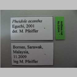 Pheidole acantha Eguchi,2001 Label