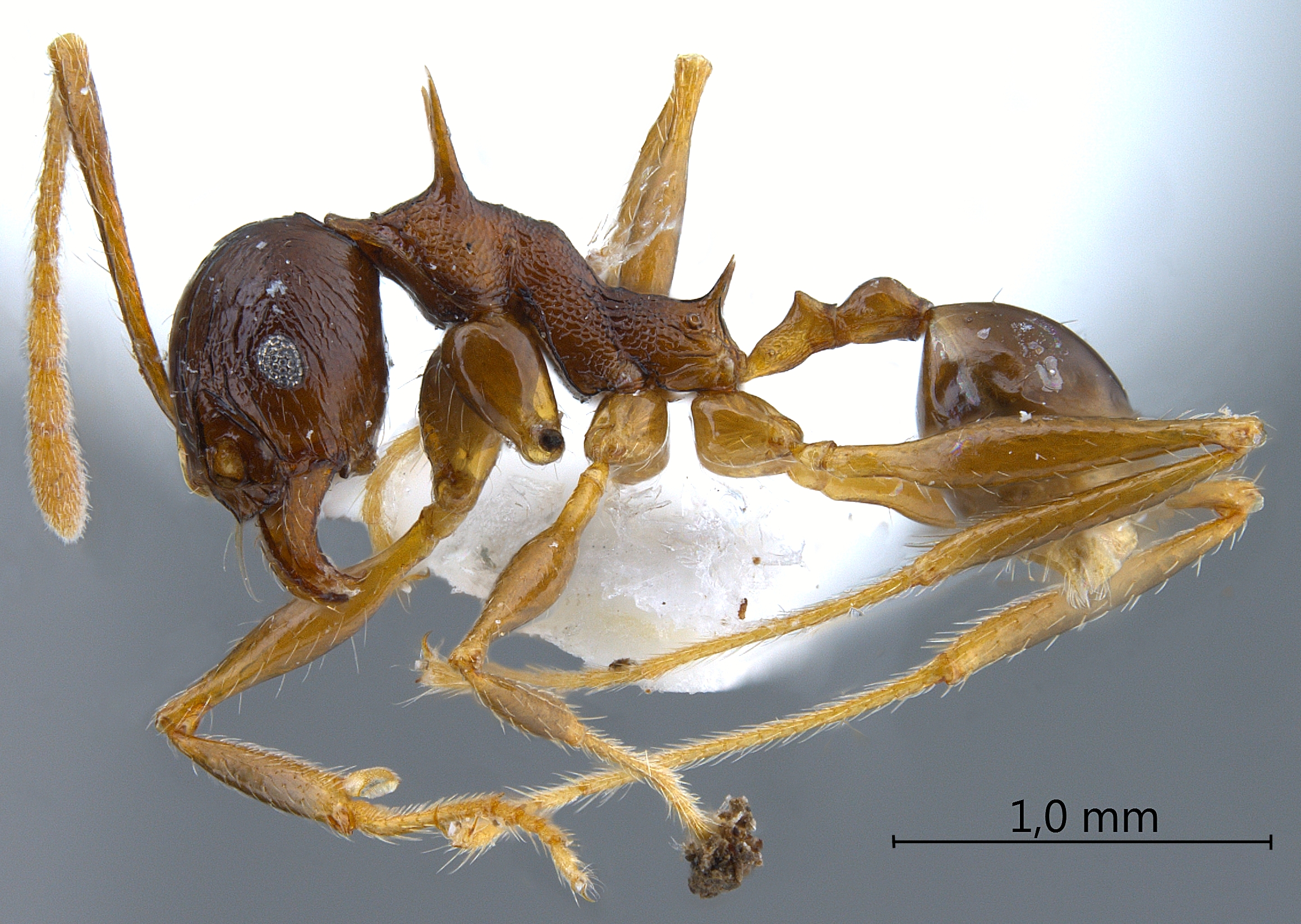 Foto Pheidole acantha Eguchi,2001 lateral