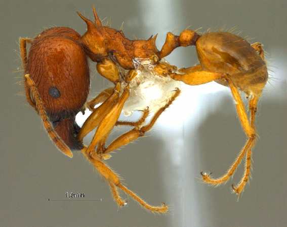 Pheidole acantha Eguchi,2001 lateral