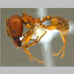 Pheidole acantha Eguchi,2001 lateral