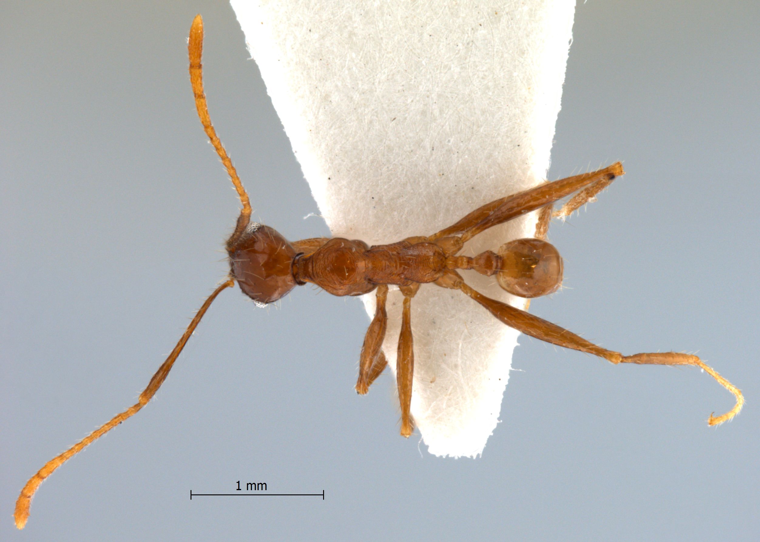 Foto Pheidole aglae Forel, 1913 dorsal