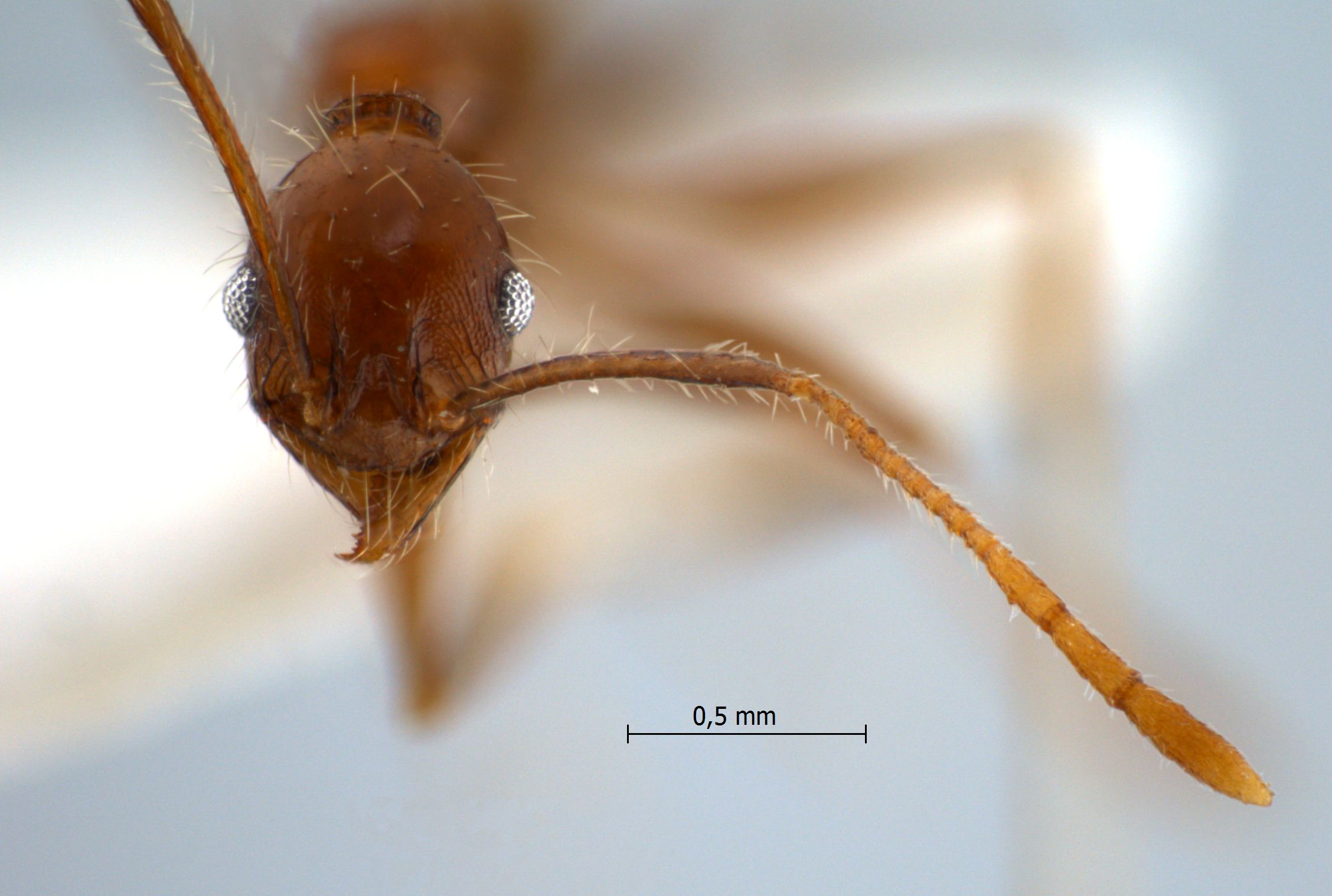 Foto Pheidole aglae Forel, 1913 frontal