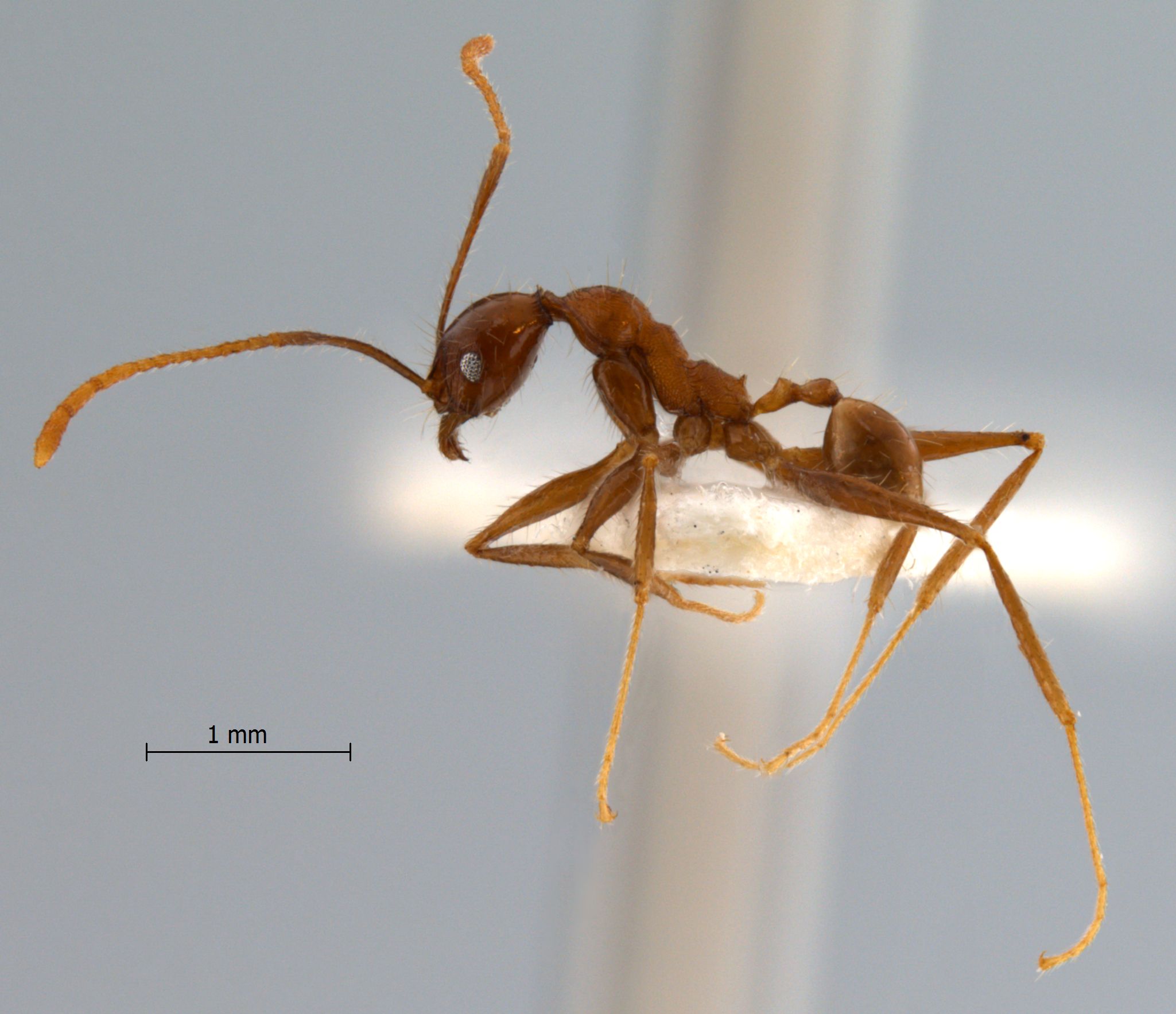 Foto Pheidole aglae Forel, 1913 lateral