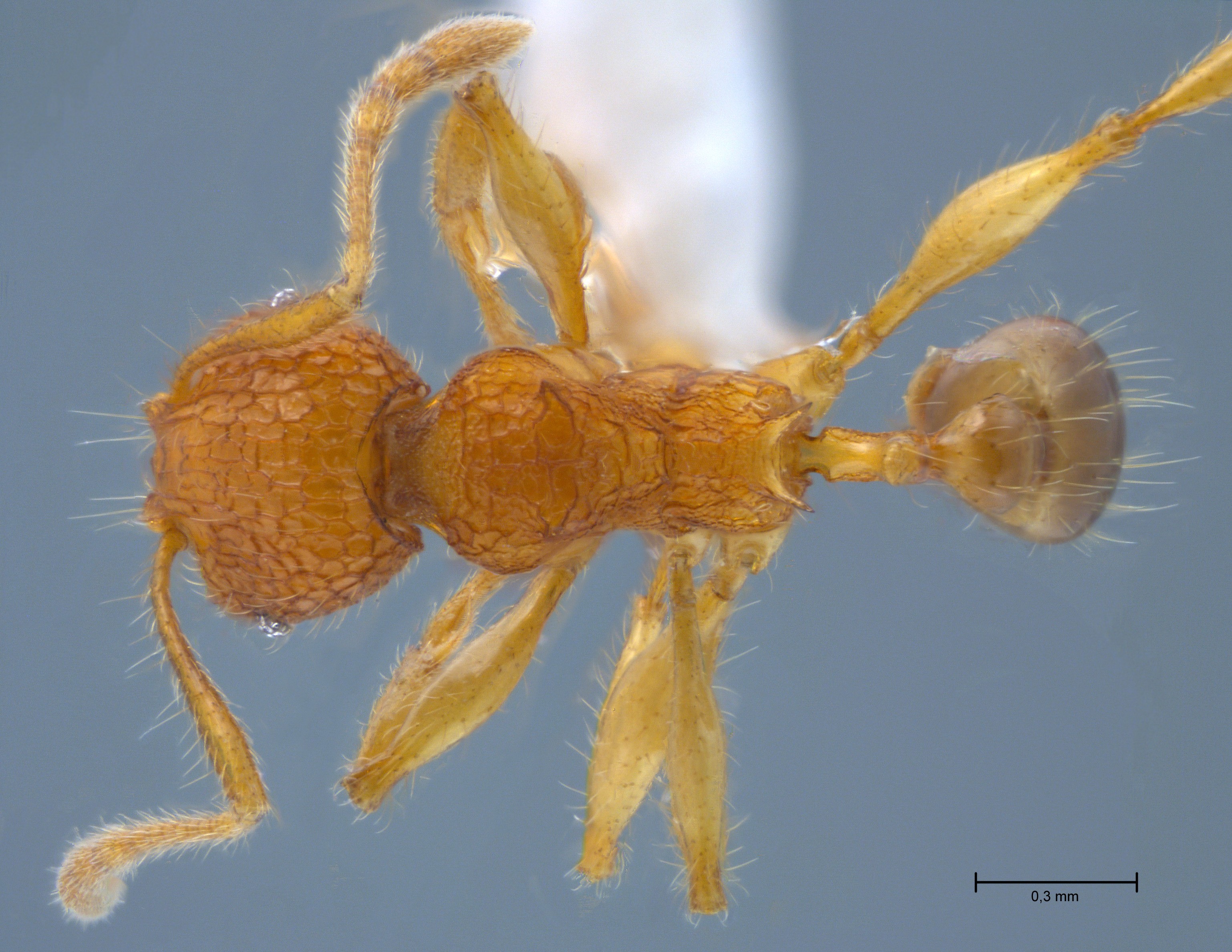 Foto Pheidole angulicollis Eguchi, 2001 dorsal